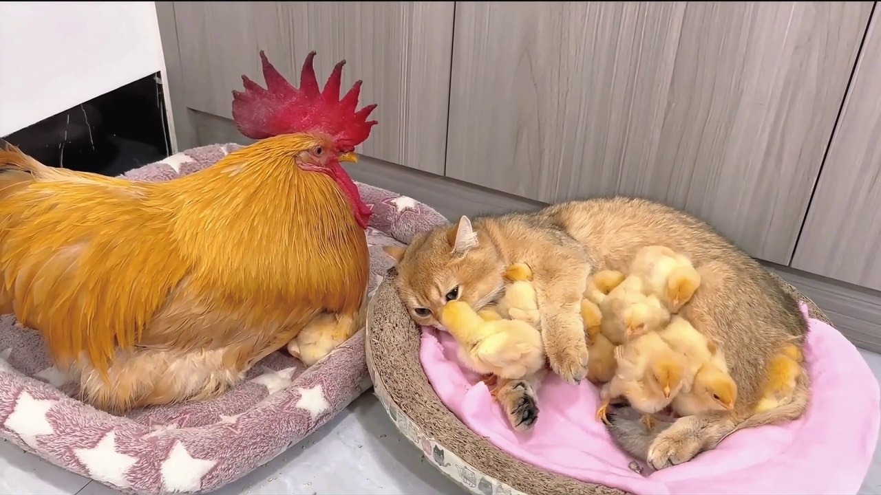 Cute Cat Vlog