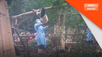 Aksi 'gimnastik' anak panda pukau pelancong di China