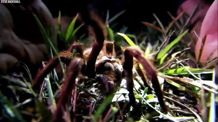 世界で最も毒のあるクモ