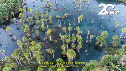 Amazonía en riesgo: 2050 podría ser el año límite para su supervivencia - #EspecialMSP