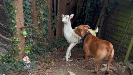 Silly doggo faced with the dilemma of whether the sheep in front of him is real or not