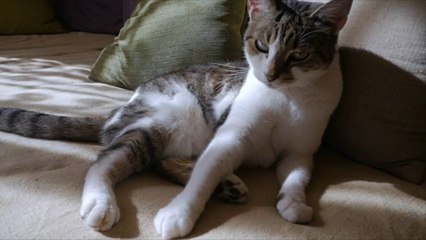 Experts Explain Why Cats Rub Against Their Owners