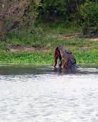 Crocodile Devours Lmpala In Brutal Display.