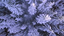 Trees covered in snow