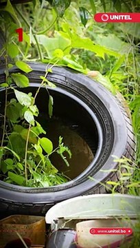 ¿Hay demasiados mosquitos en tu casa?, ¡Toma nota!, estos son los 7 trucos más efectivos para que estos insectos no invadan