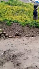 Rescatan a perrito atrapado en medio de un río en La Paz