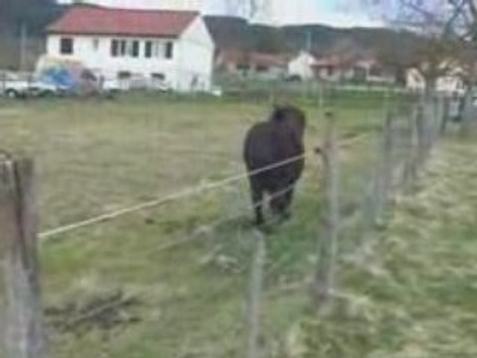 Tranquilou poney