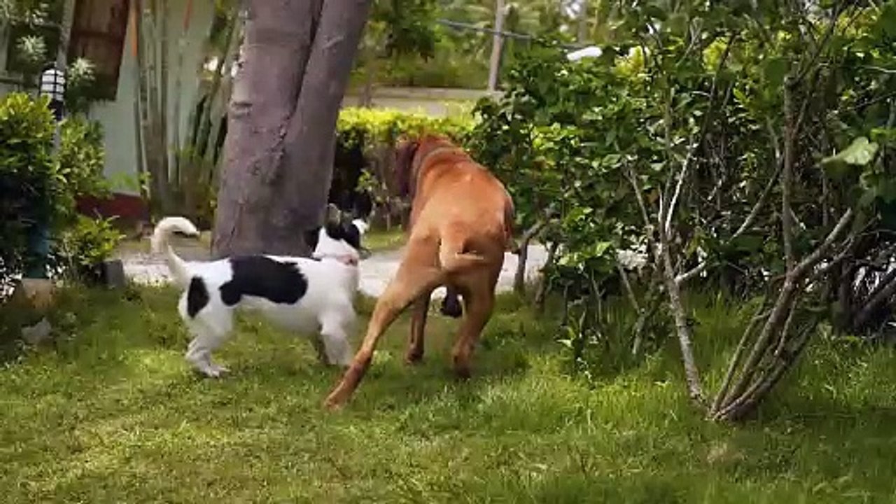 Furry Friends Frolic- Dogs & Cats Unite!