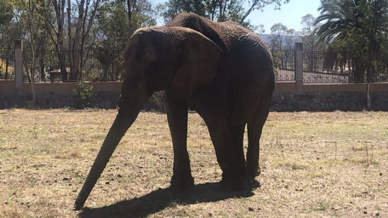 Annie La elefante más triste