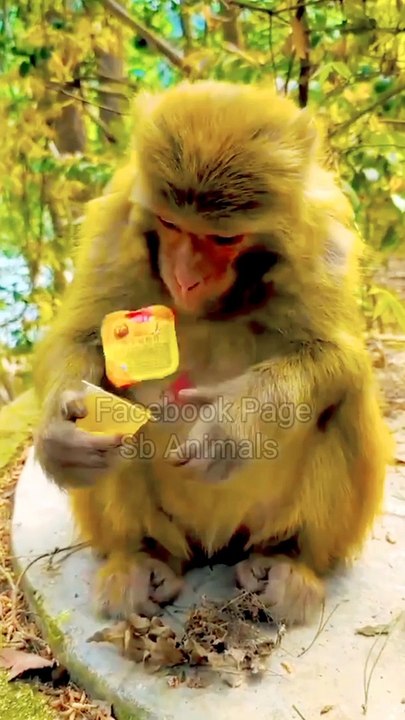 Funny Monkey Shorts, Funny Animal's, Animals Shorts, Shorts Video, Viral Shorts, Trending Video, Trending Viral Video #Animals#Monkey#Wildanimals