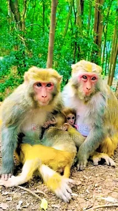 Funny And Beautiful Monkey Shorts, Funny And Funny Video, Wild Animals,Indian Langoor Shorts Animals Short, Animals Video, Funny Moments In India #Animals#Wildanimals#Monkey