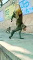 Funny Moments On Monkey, Viral Video,Viral Monkey Shorts, Animals Video, Viral Animal's, Trending Animals #Animals#Funnyvideo#Viralvideo