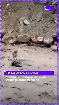 ¡Le salvaron la vida! Obreros rescataron a un perrito atrapado en medio del río en La Paz.