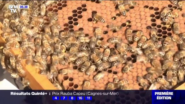 Végétation en floraison et météo printanière, les abeilles ont déjà commencé à produire du miel