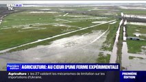 Agriculture: au cœur d'une ferme expérimentale biologique en plein milieu des marais de Charente-Maritime
