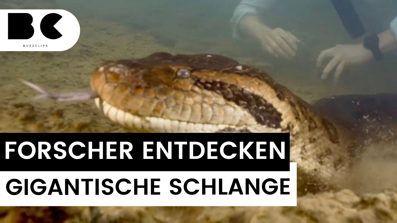 Forscher entdecken größte Schlangen-Art der Welt!