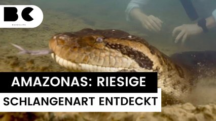 Amazonas: Größte Schlange der Welt entdeckt