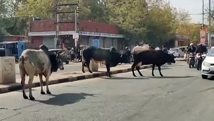 सड़कों पर धमाचौकड़ी मचा रहे आवारा पशु