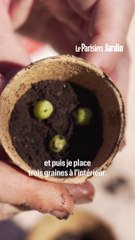 Comment réussir des semis de petits pois ?