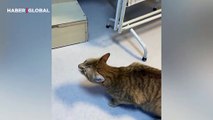 Göğüs hastalıkları polikliniğine öksürerek giren kedi derdini anlatmaya çalıştı: ''Öksür bakayım''