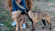 Un chien malinois essaie de se lier d'amitié avec un veau miniature : ses efforts font fondre le coeur des internautes (vidéo)