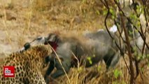 Sırtlan leoparın yakaladığı domuzu canlı canlı yedi