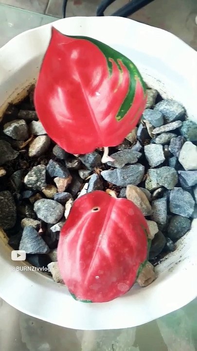 AGLAONEMA PLANT