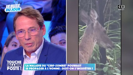 La maladie du "cerf-zombie" pourrait se propager à l'homme : Doit-on s'inquiéter ?