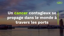 Un cancer contagieux se propage dans le monde à travers les ports