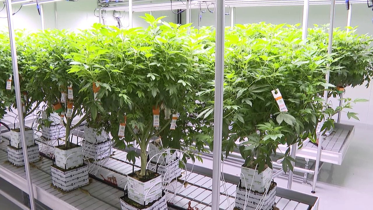 Cannabis - made in sachsen