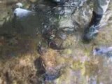 Truites en ruisseau au toc