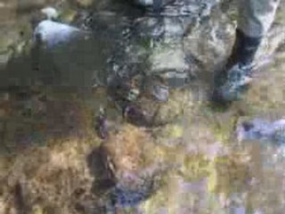 Truites en ruisseau au toc