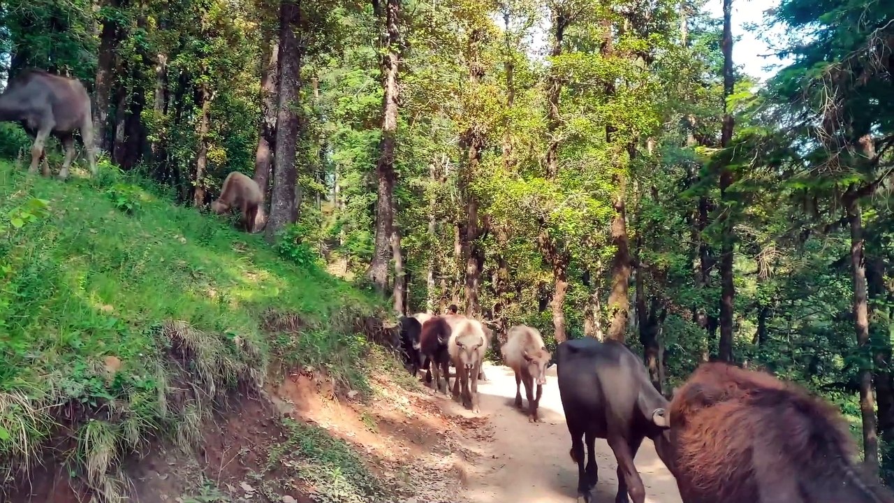 Ganga in Himachal Pradesh? Surprised? Giri Ganga, Kuppar peak, Himachal ...