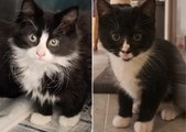 What does The Sheffield Cats Shelter do, and why do they need our help?