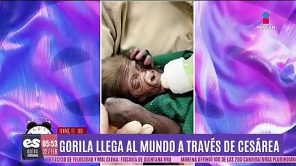Gorila llega al mundo a través de cesárea