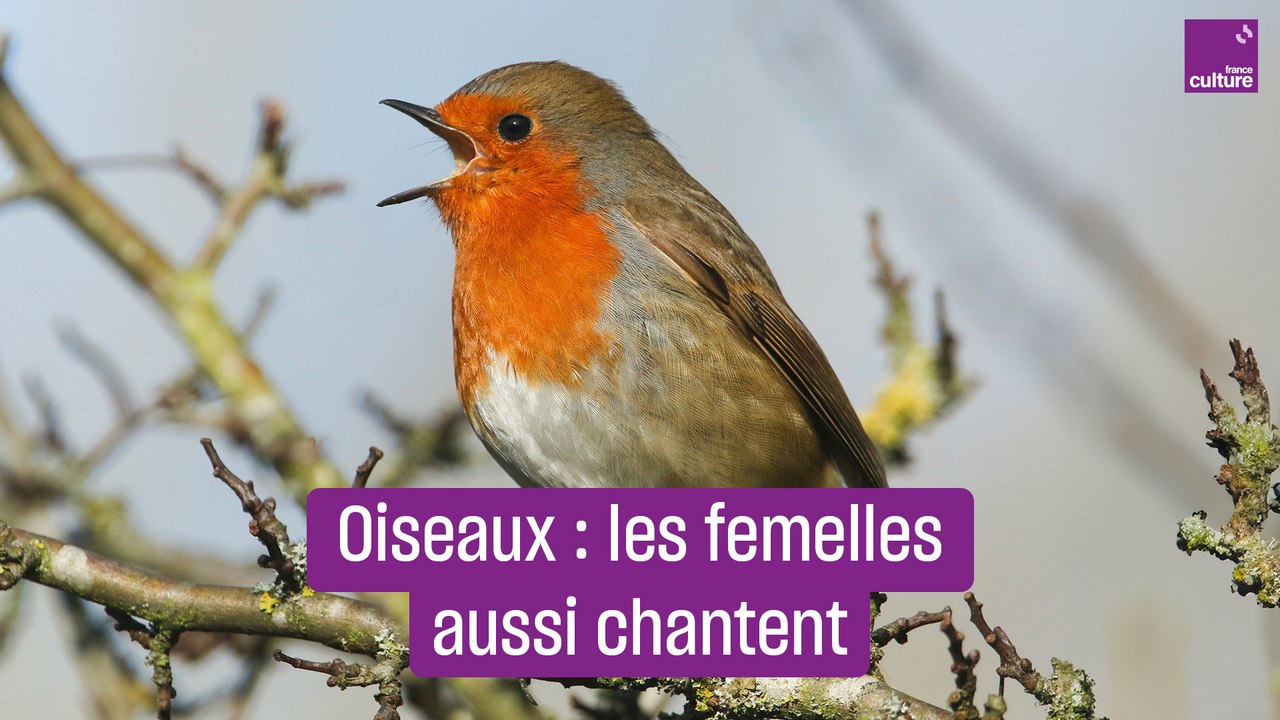 Oiseaux : les femelles aussi chantent