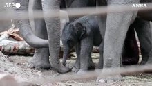Lo zoo di Copenaghen da' il benvenuto a un cucciolo di elefante