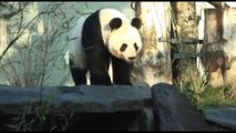 La Cina rimanderà in Europa e Stati Uniti esemplari di panda gigante