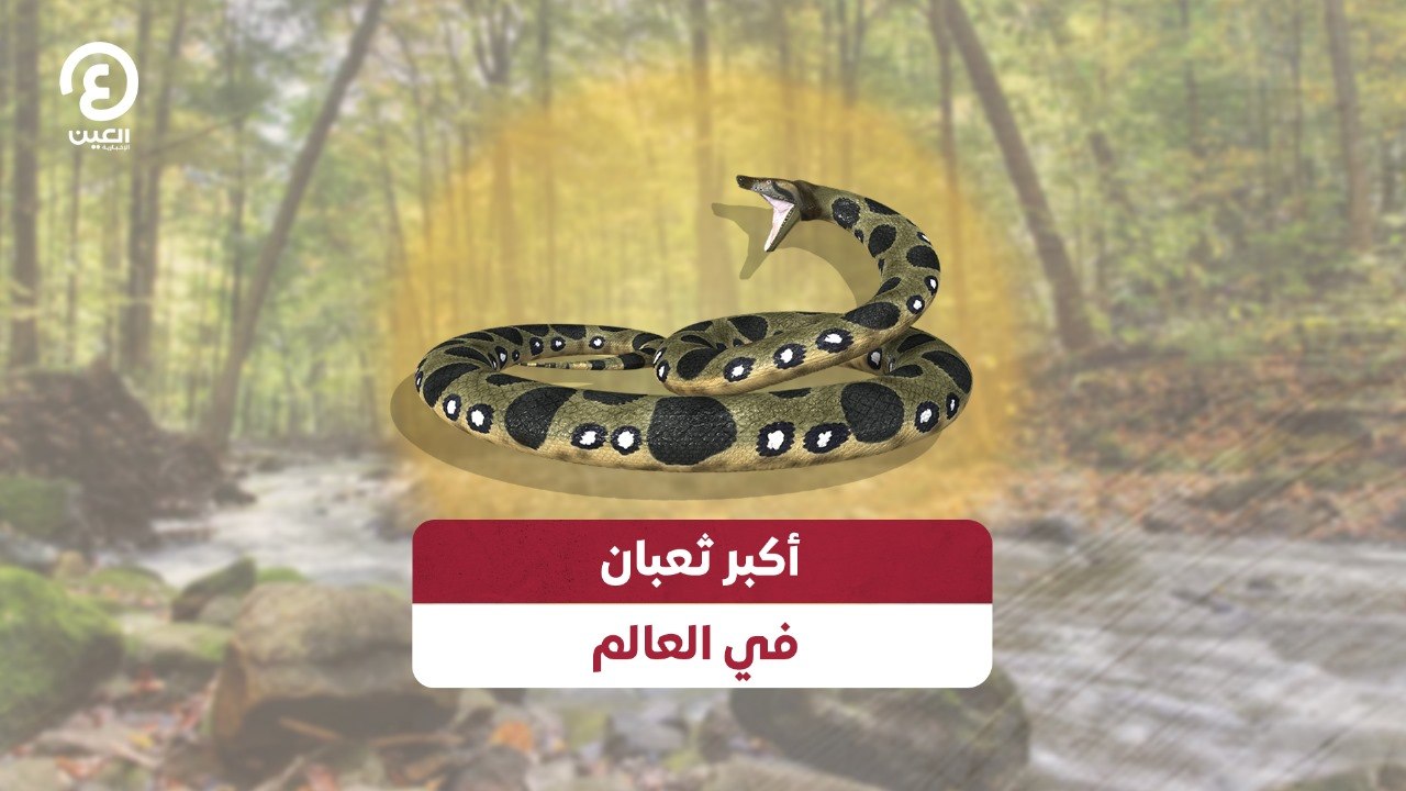 أكبر ثعبان في العالم