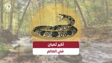أكبر ثعبان في العالم