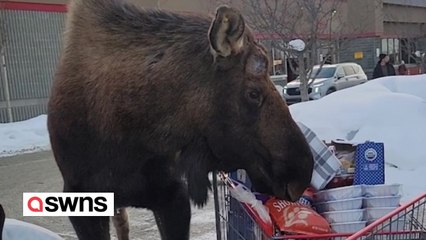Elch versucht, Lebensmittel aus dem Einkaufswagen zu stehlen