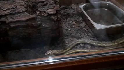 Hayvanat Bahçesi - Zoo (1)