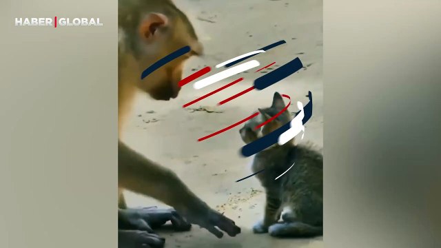 Annesiz kalan kedinin maymuna sığındığı anlar izlenme rekoru kırdı
