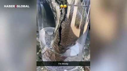 Su içerken yakından görüntülenen yılan ilgi odağı oldu