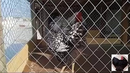 SIlver Laced Wind Dot