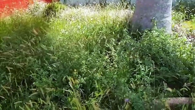 Pacientes estão preocupados com o matagal na UPA Veneza