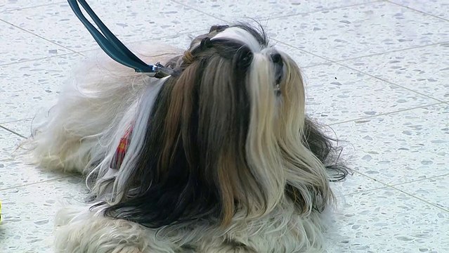 bd-recetas-caseras-para-combatir-pulgas-garrapatas-malos-olores-y-marcaje-220224