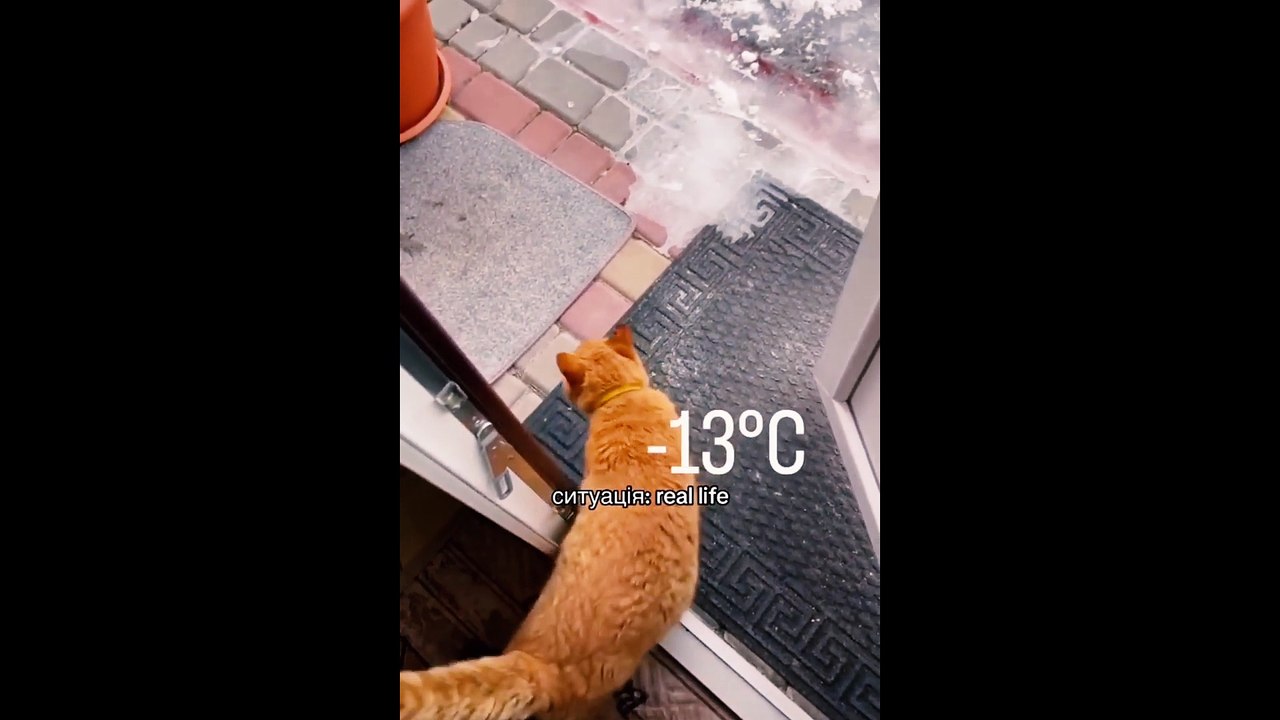 adoreable cat funny part 4