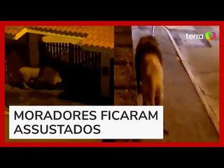 Leão é capturado após fugir de circo e 'passear' por ruas de cidade na Itália