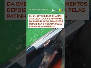 Cachorra que se afogava nas águas do Rio São Francisco é resgatada por pai e filho